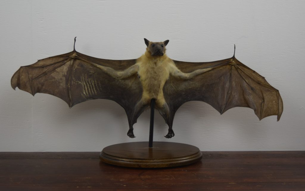 Taxidermy Straw Coloured Fruit Bat Bespoke Taxidermy