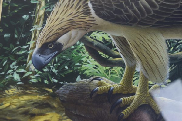 Philippine eagle by Trevor Boyer