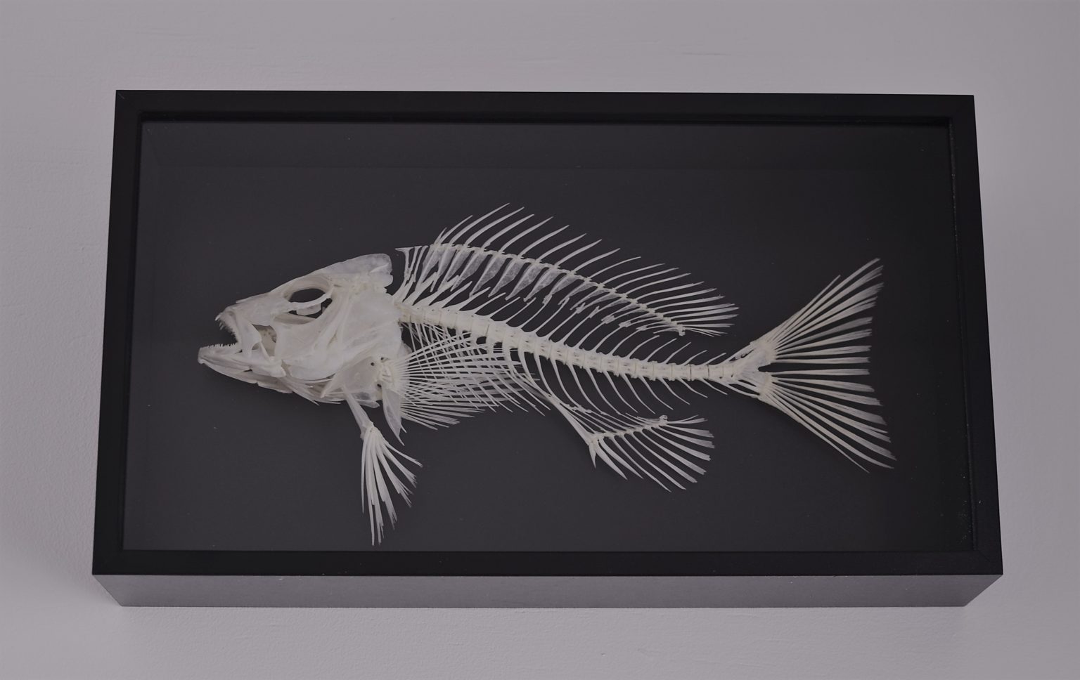 Lane snapper skeleton Bespoke Taxidermy