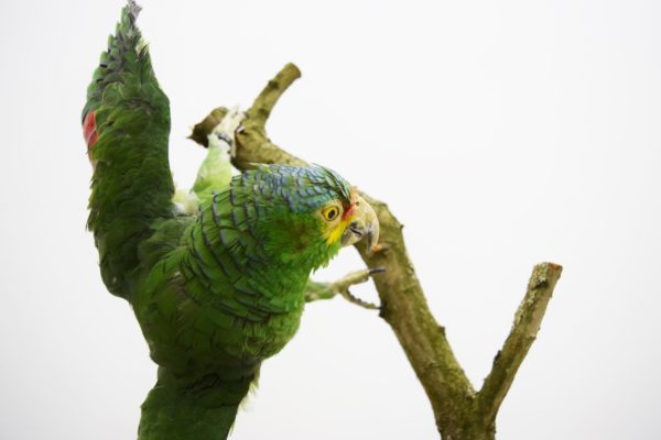 Red-lored amazon parrot