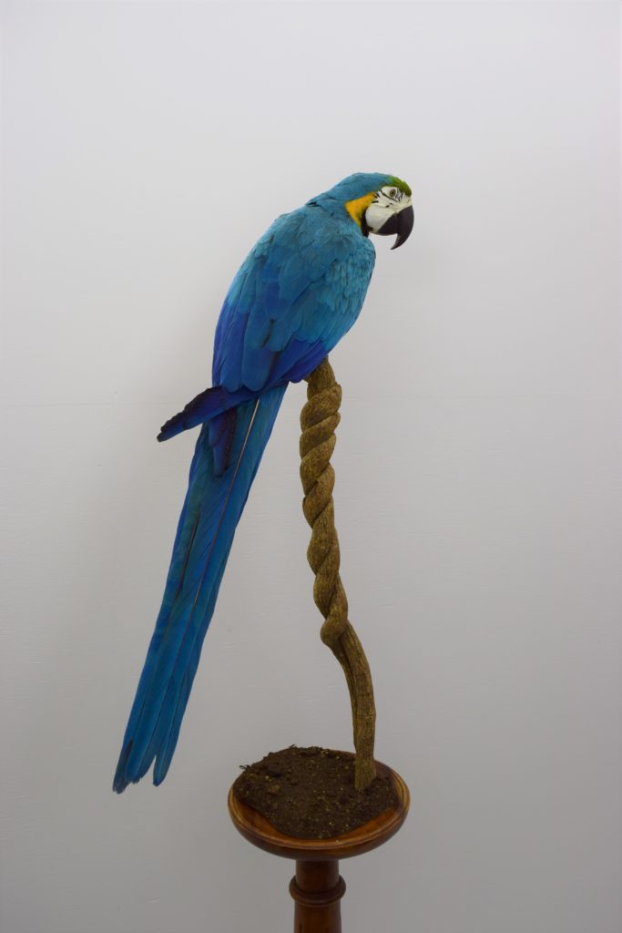 Taxidermy Blue & gold macaw - Bespoke Taxidermy