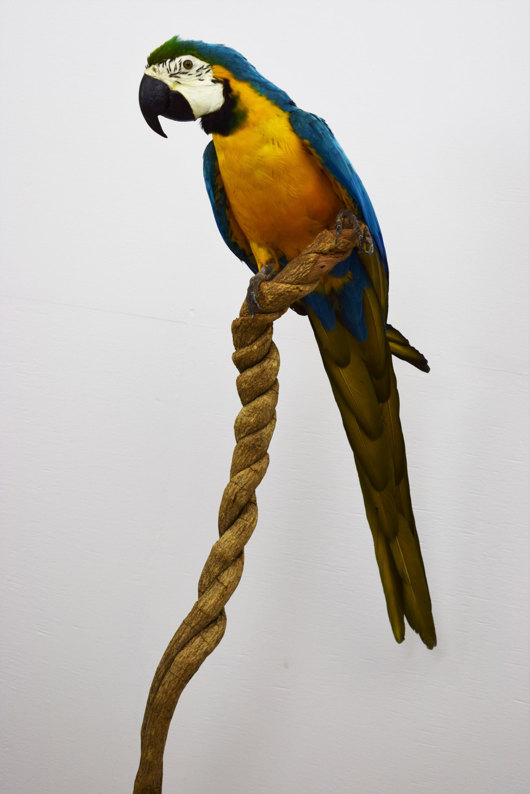 Taxidermy Blue & gold macaw - Bespoke Taxidermy