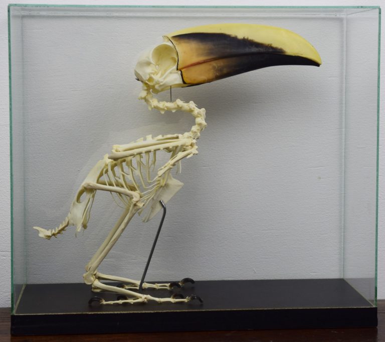 Swainson's toucan skeleton Bespoke Taxidermy