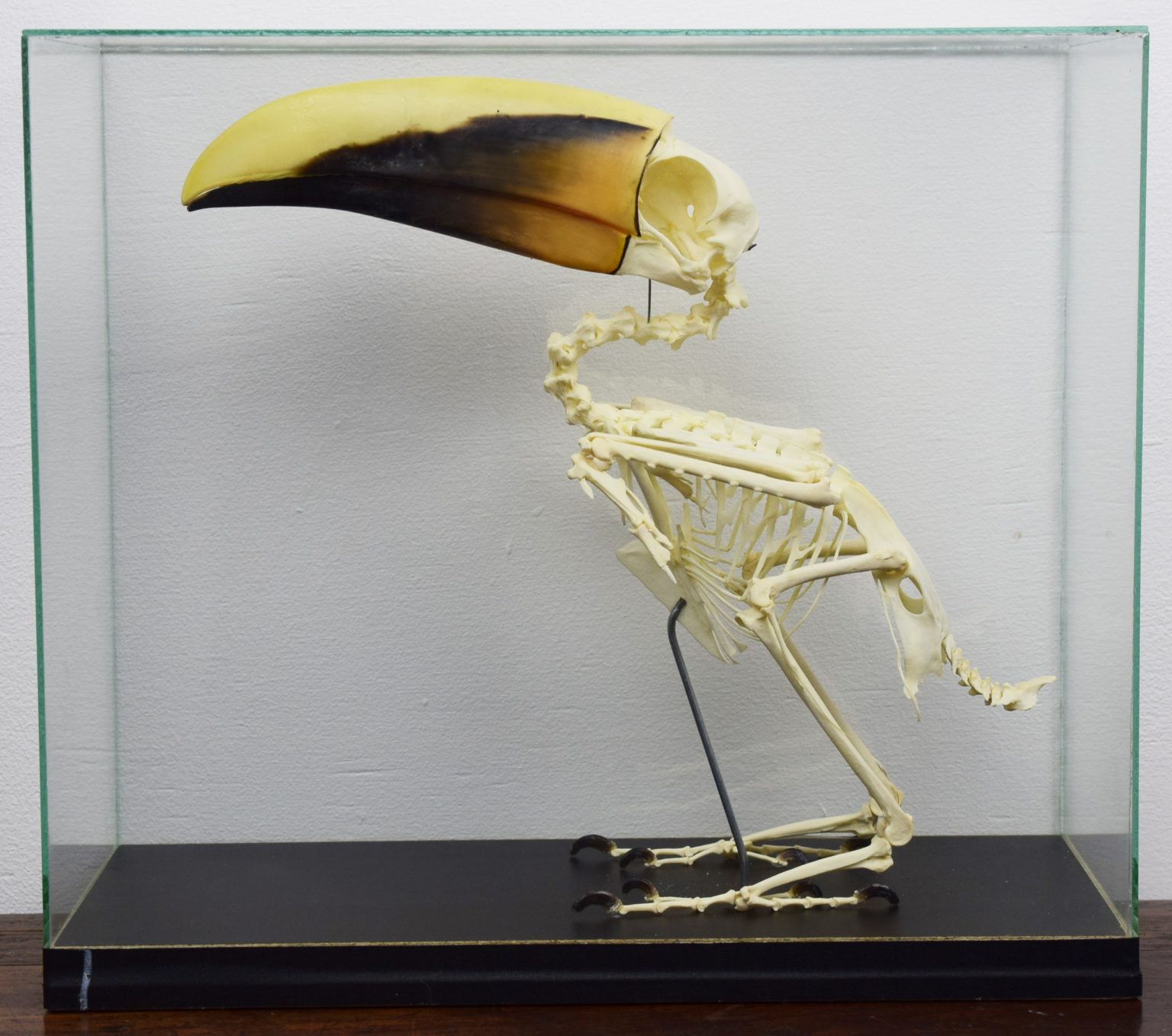 Swainson's toucan skeleton Bespoke Taxidermy