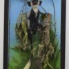 Black & white colobus monkey