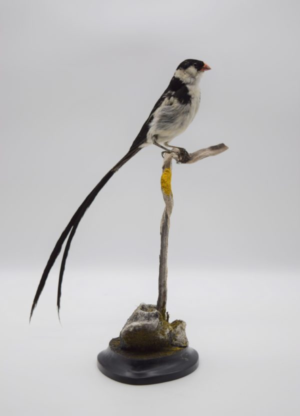 Pin-tailed whydah