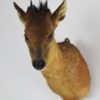 Red-flanked duiker