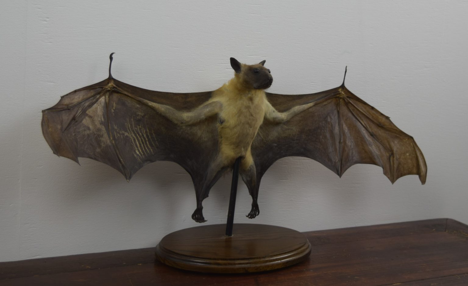 Taxidermy Straw-coloured fruit bat Bespoke Taxidermy