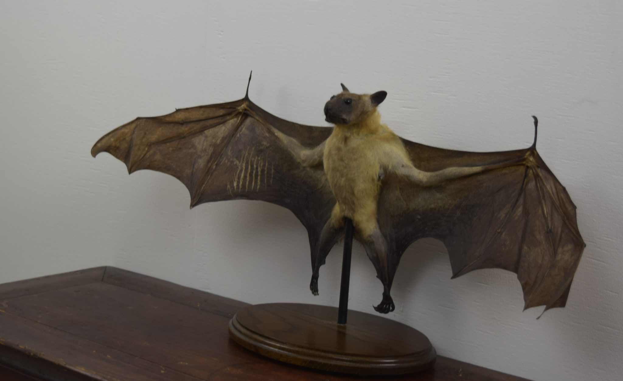 Taxidermy Straw-coloured fruit bat Bespoke Taxidermy