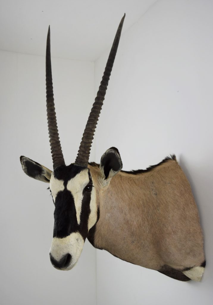 Taxidermy head mount Gemsbok Bespoke Taxidermy