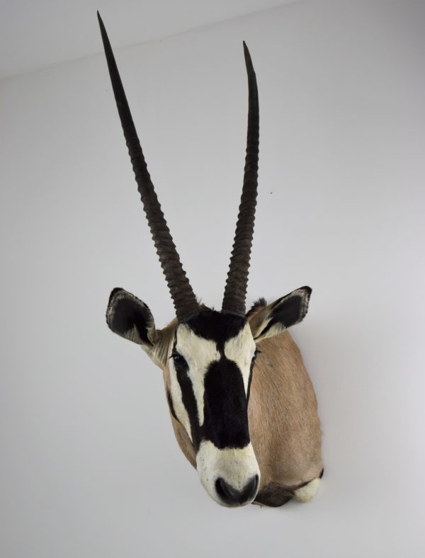 Taxidermy head mount Gemsbok Bespoke Taxidermy