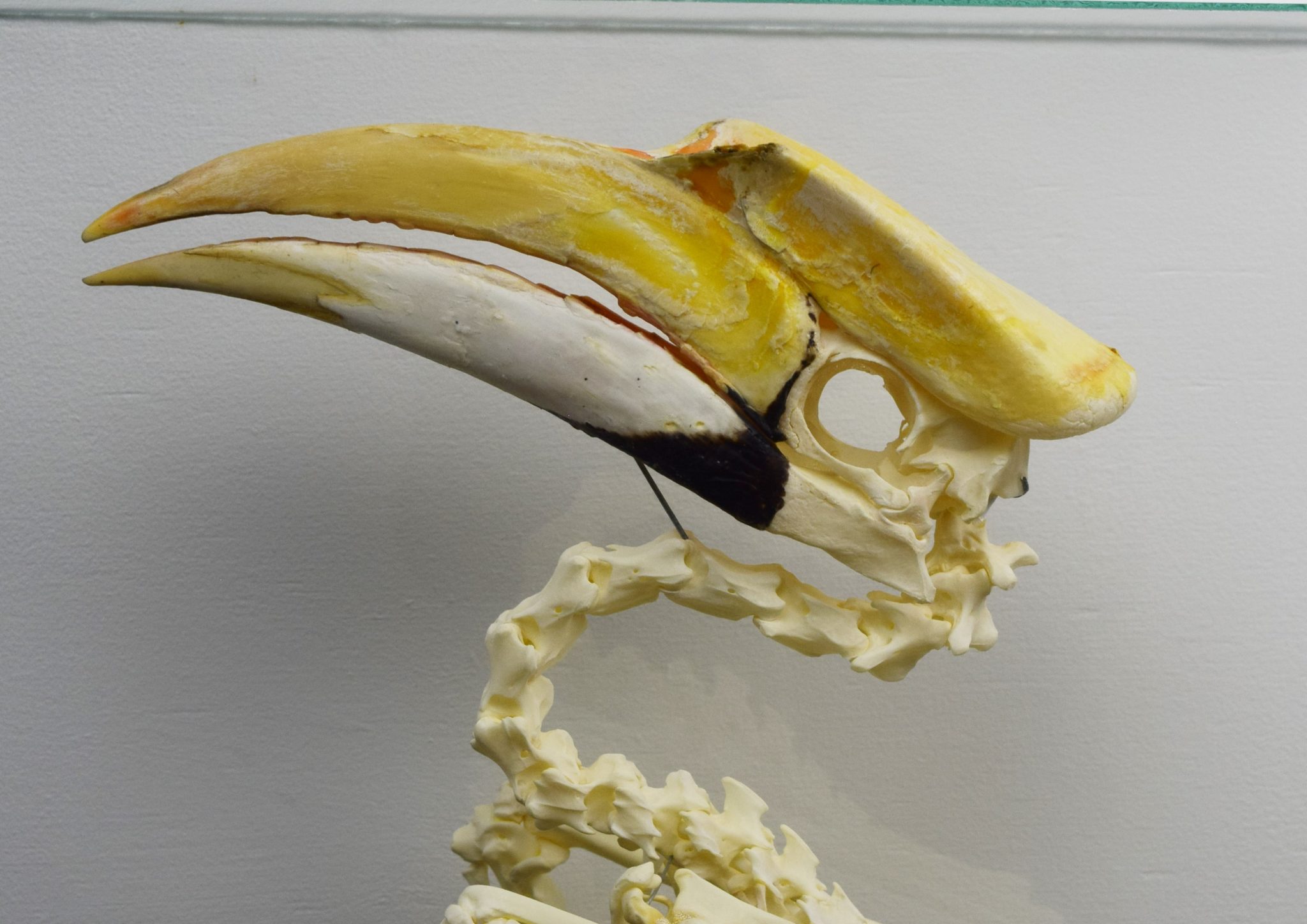 Great hornbill skeleton Bespoke Taxidermy