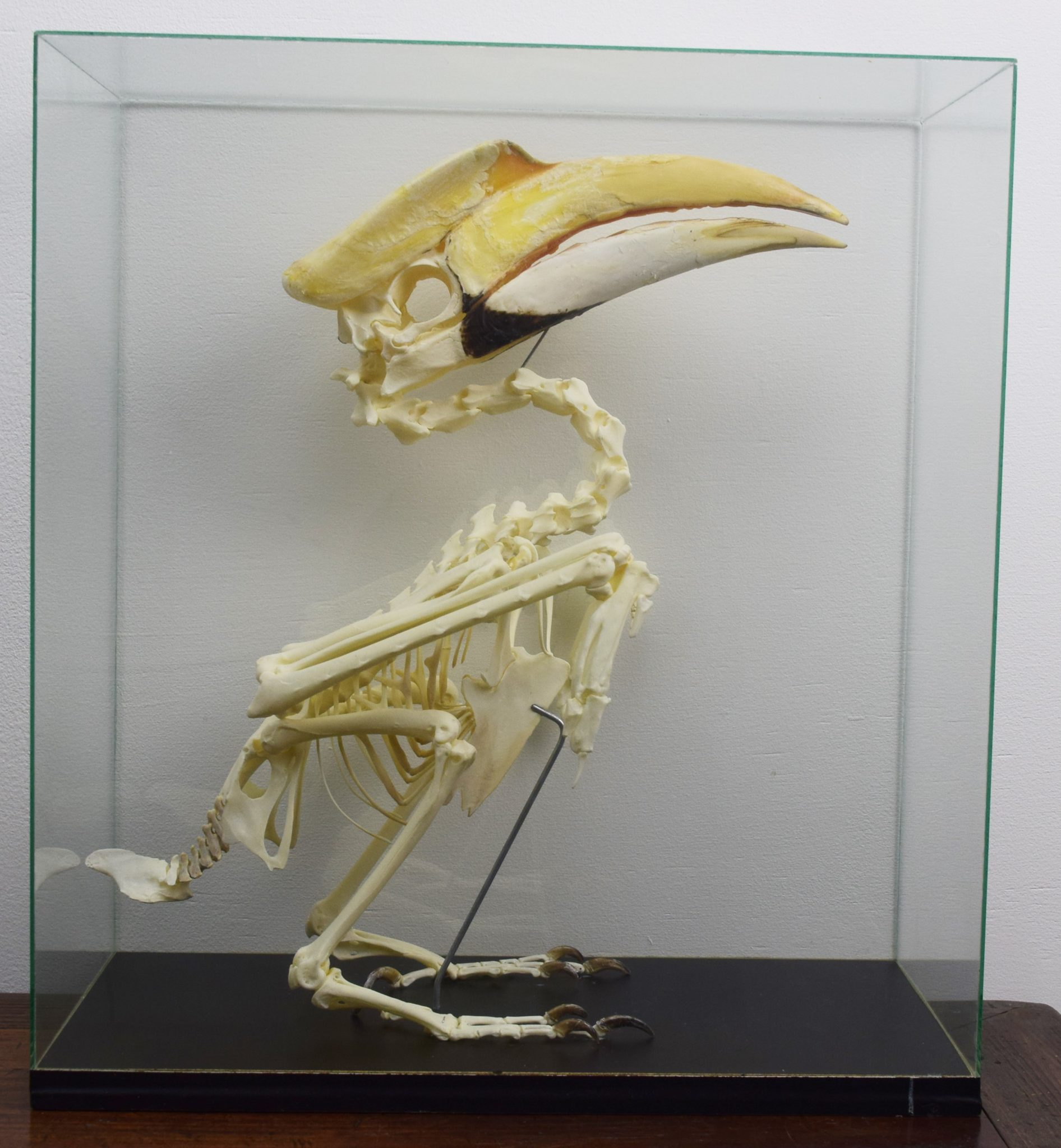 Great hornbill skeleton Bespoke Taxidermy