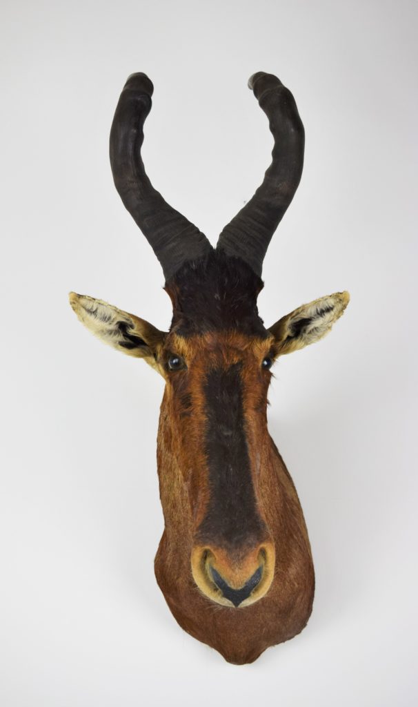 Taxidermy head mount Red hartebeest Bespoke Taxidermy