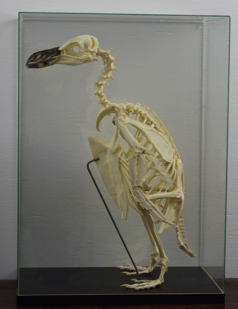 Magellanic penguin skeleton Bespoke Taxidermy