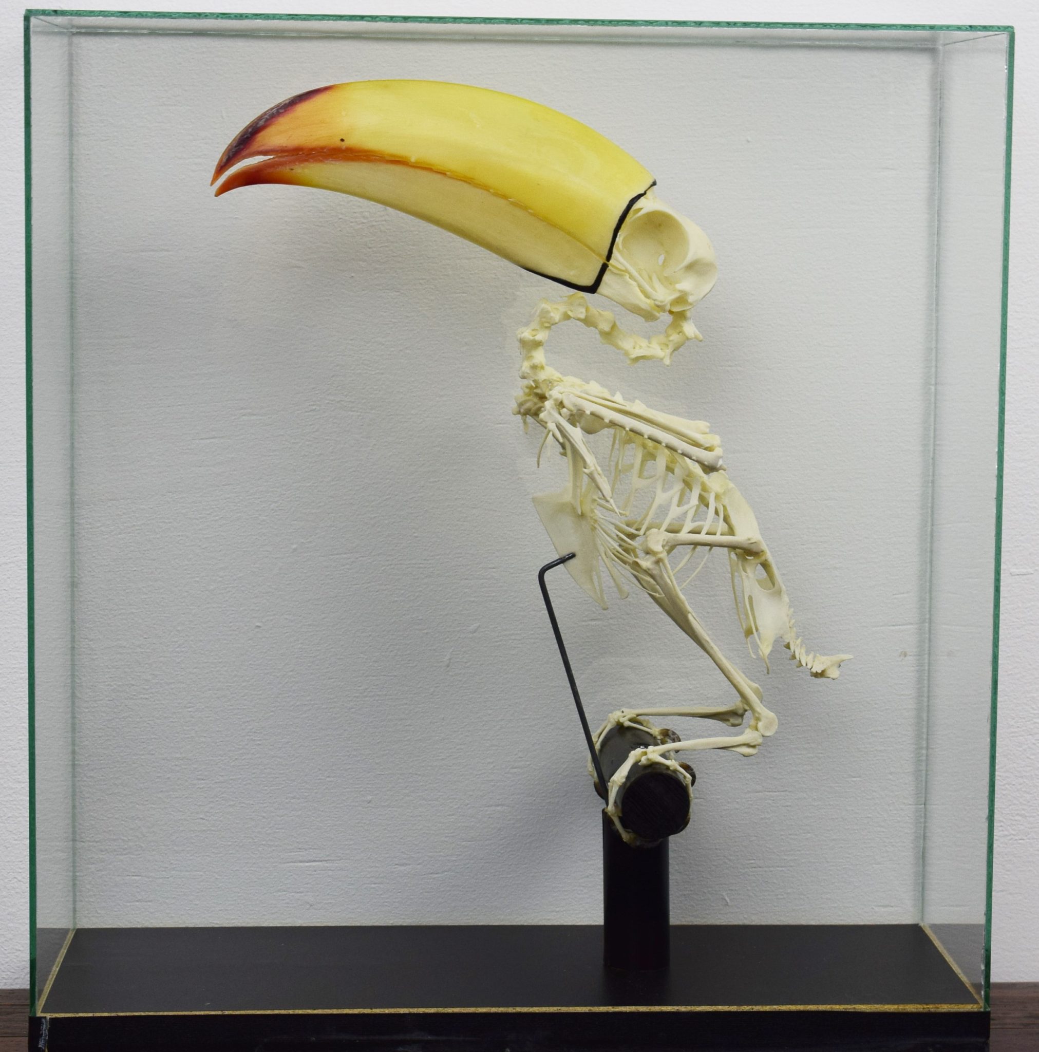 Lane snapper skeleton - Bespoke Taxidermy