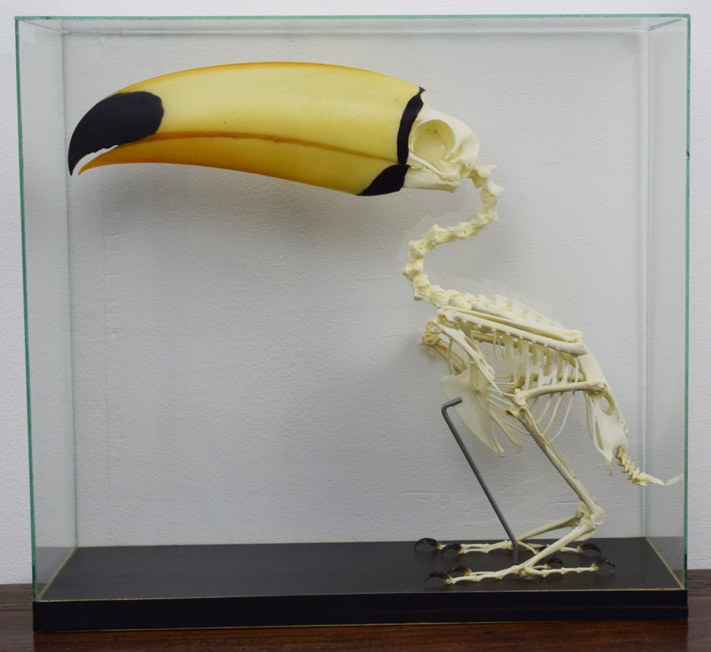 Australian Sugarglider skeleton - Bespoke Taxidermy