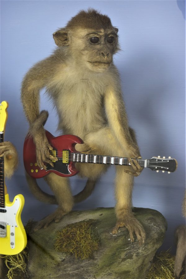 Guitar-playing monkeys