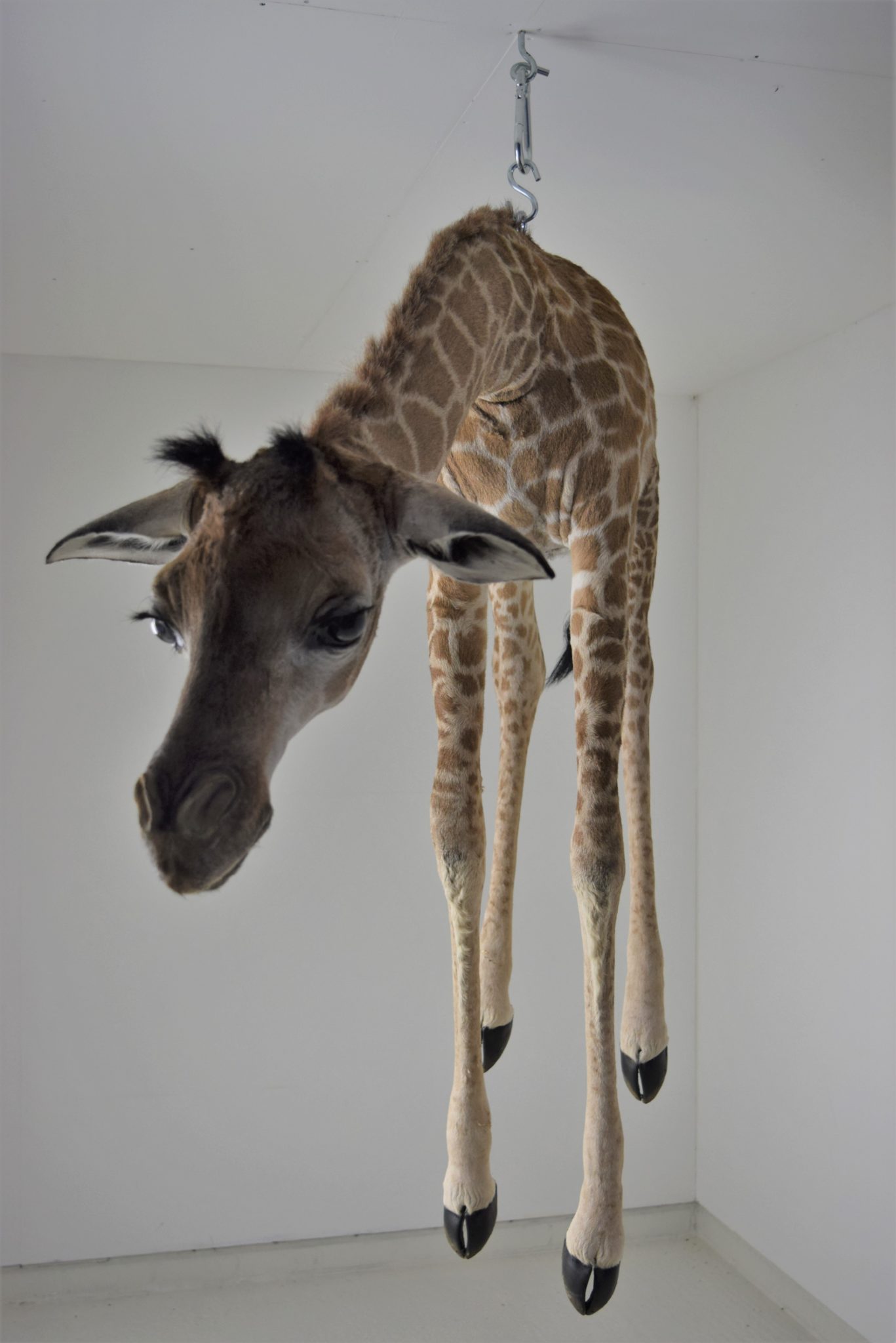 Taxidermy Baby Giraffe Bespoke Taxidermy