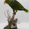 White-fronted amazon parrot for sale