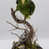 White-fronted amazon parrot