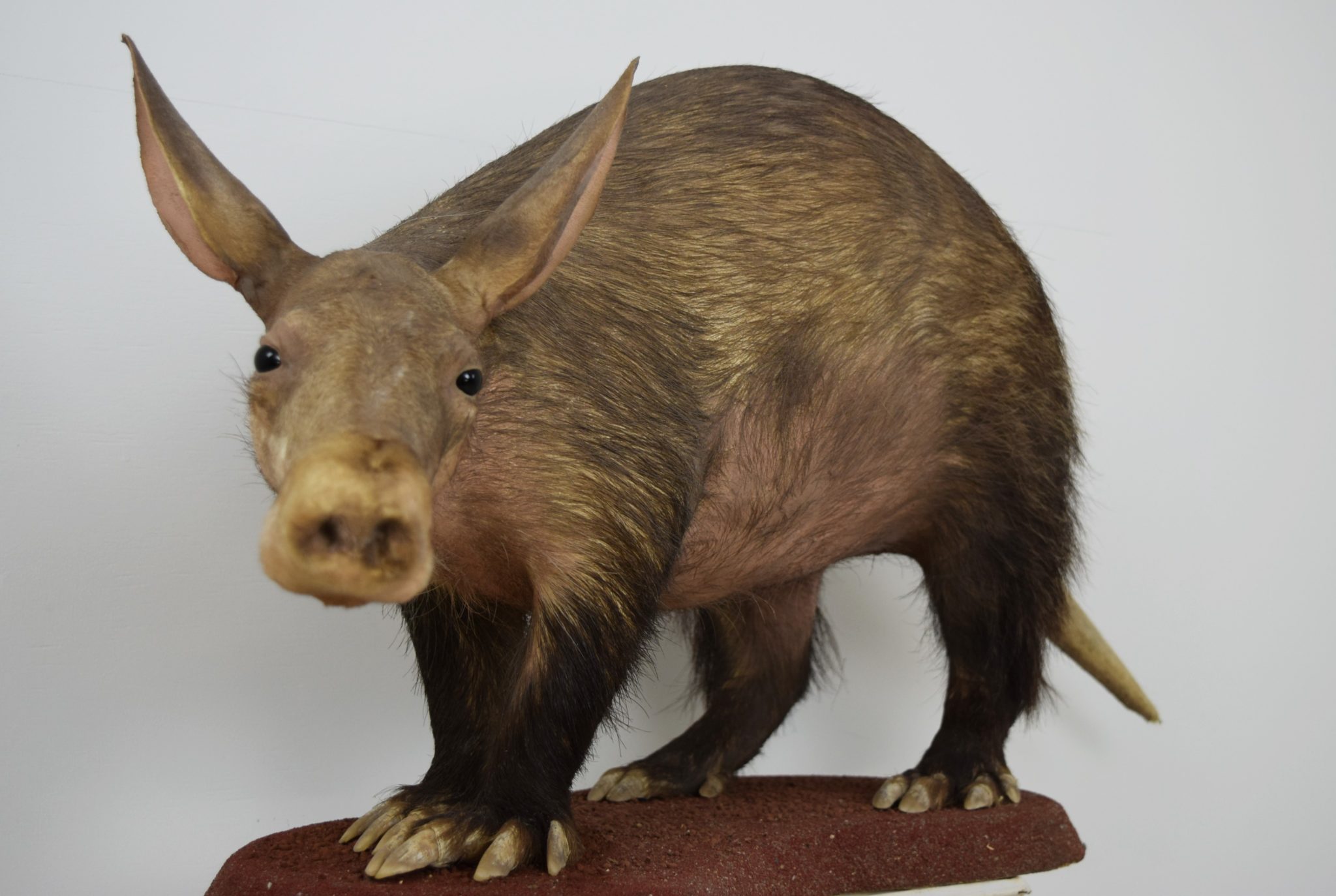 Aardvark Bespoke Taxidermy