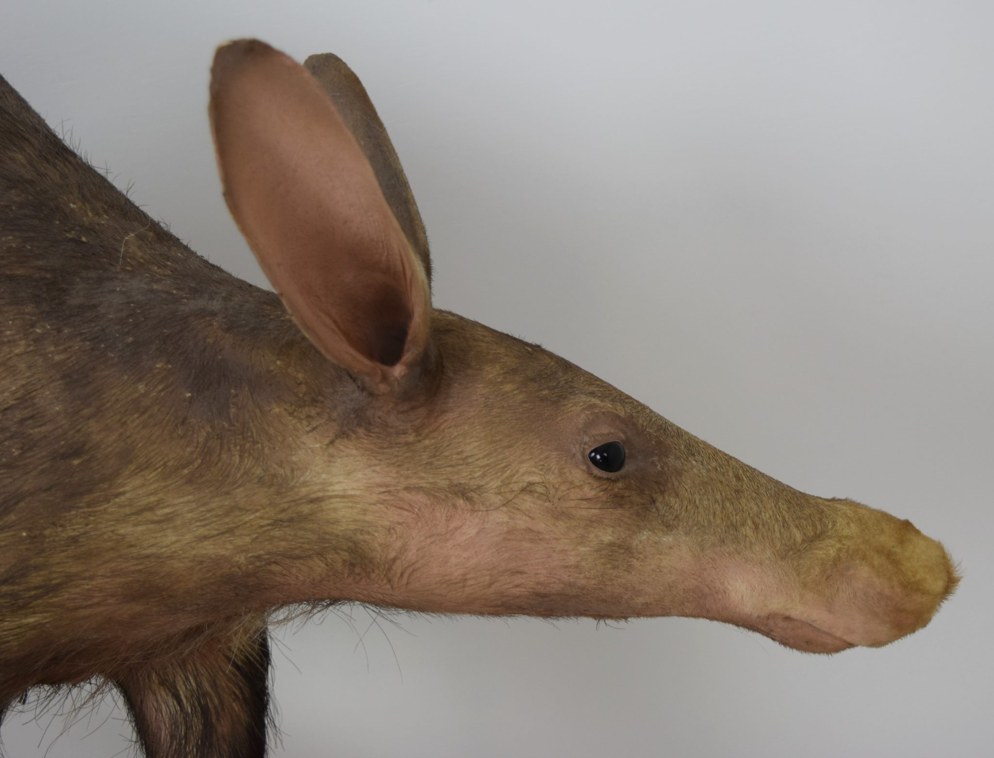 Aardvark Bespoke Taxidermy