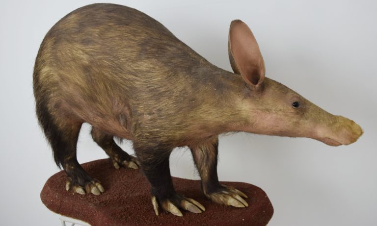 Aardvark Bespoke Taxidermy