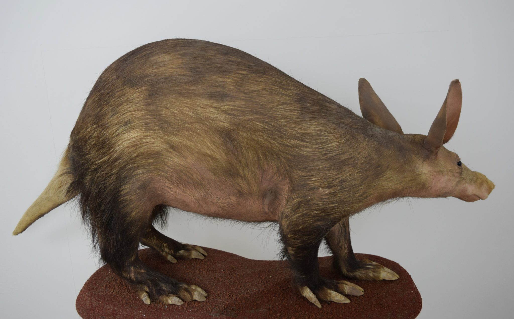 Aardvark Bespoke Taxidermy