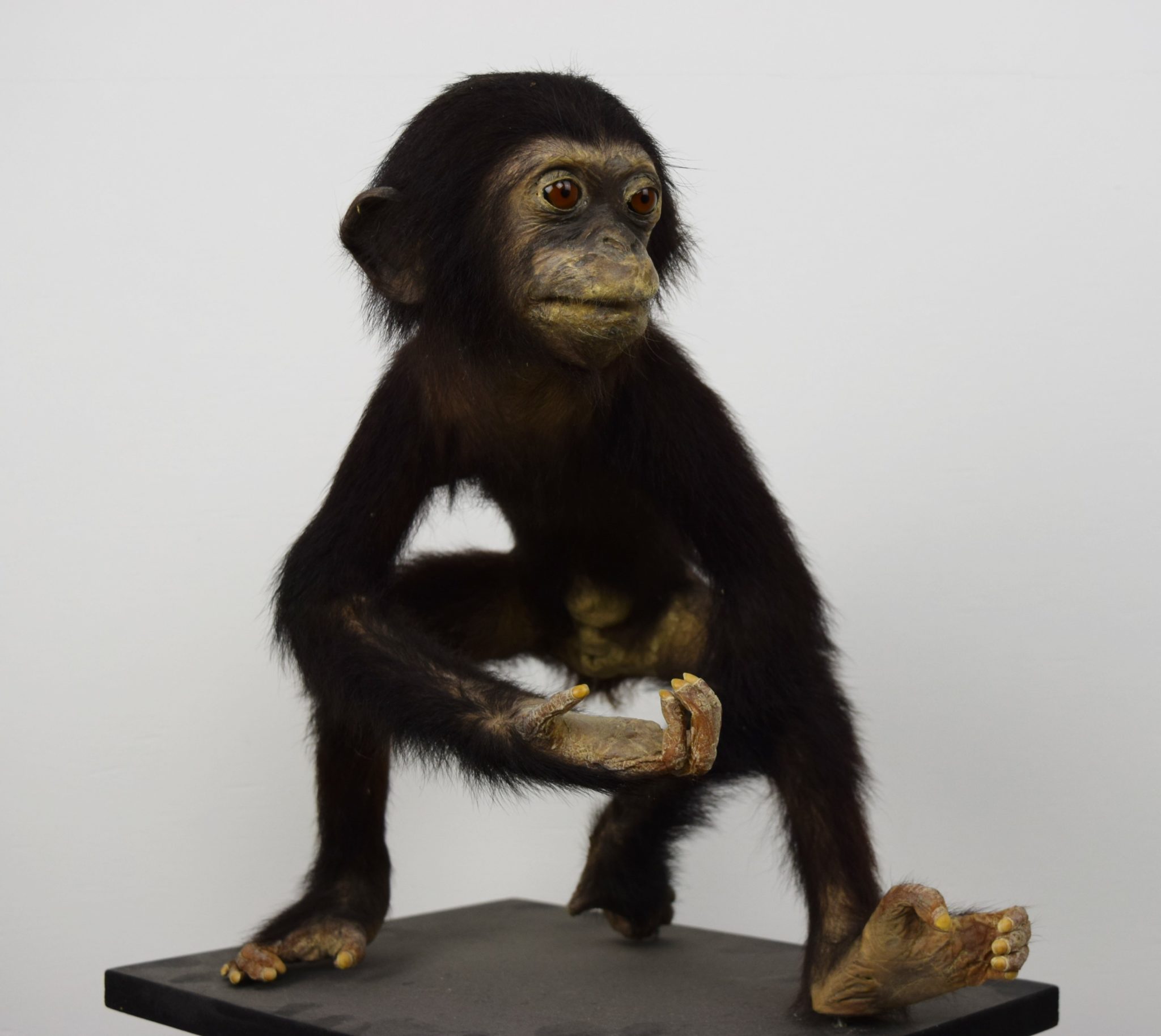 chimpanzee scientific name