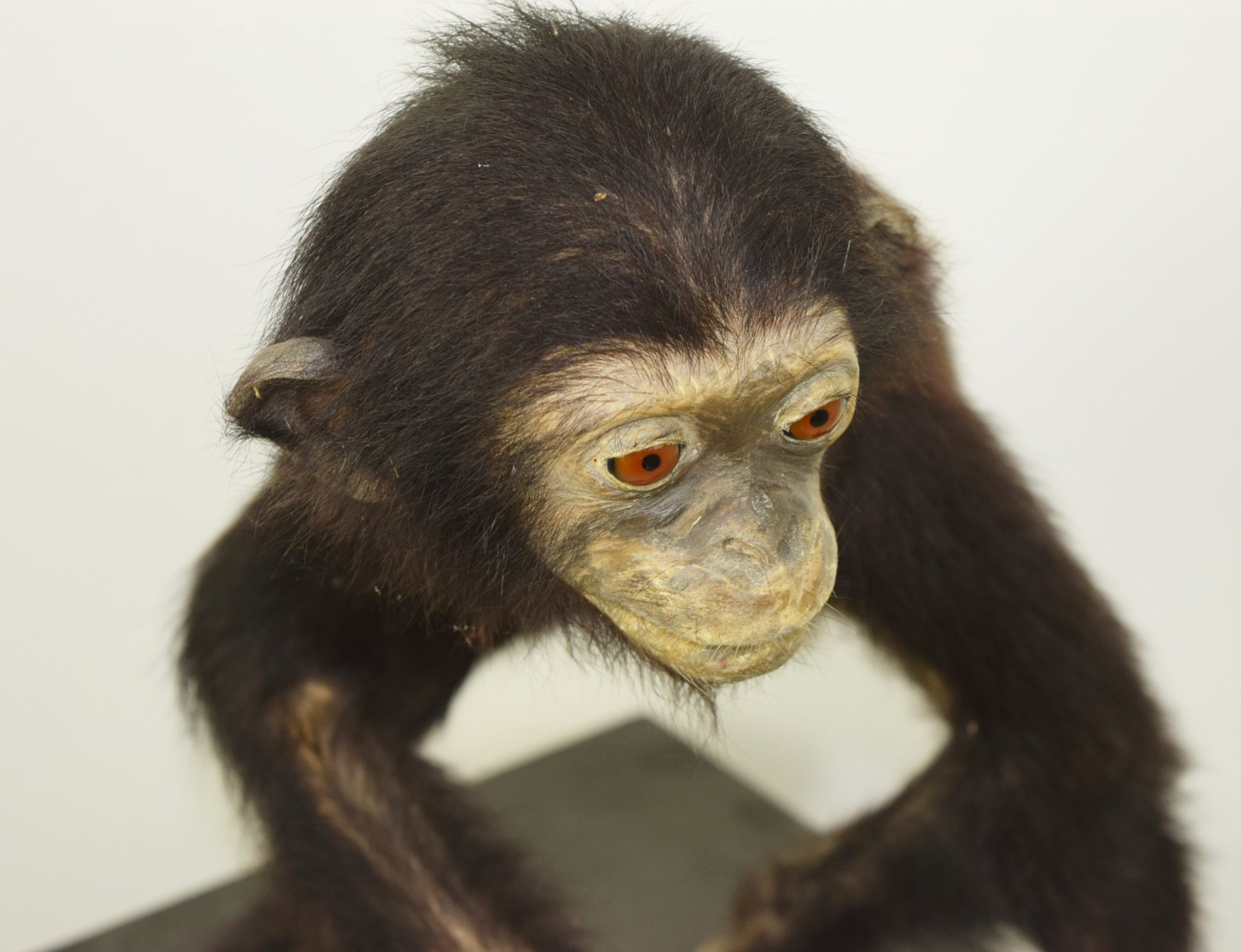 chimpanzee scientific name