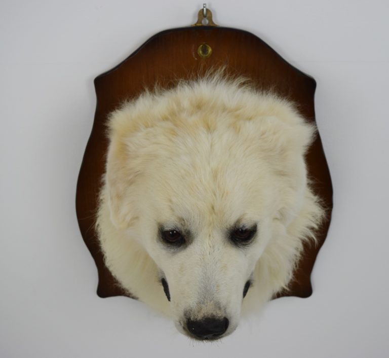 Pyrenean mountain dog Bespoke Taxidermy