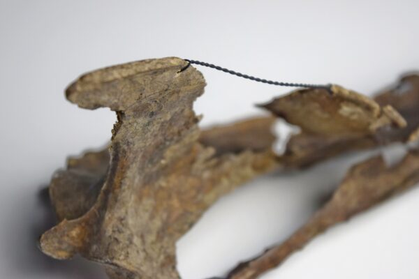 Great Auk Sternum Bone - Image 3