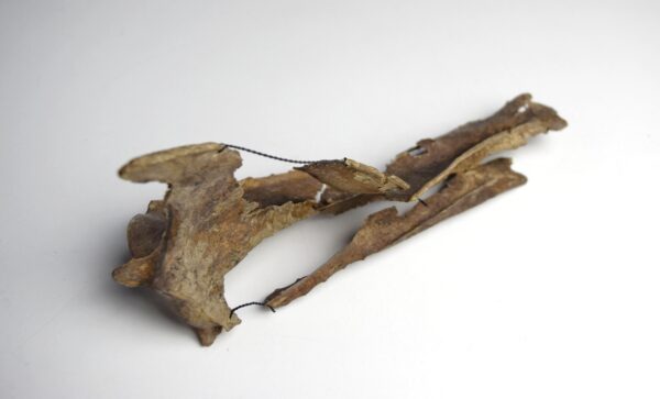 Great Auk Sternum Bone - Image 4