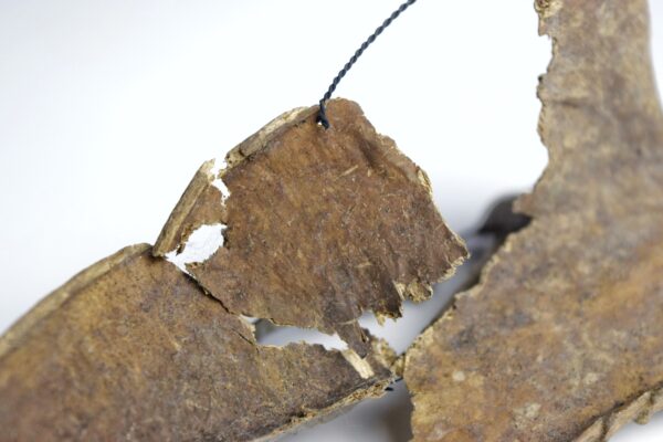 Great Auk Sternum Bone - Image 5