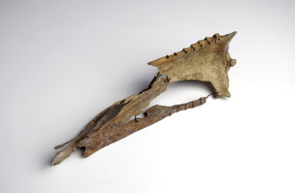 Great Auk Sternum Bone - Image 7