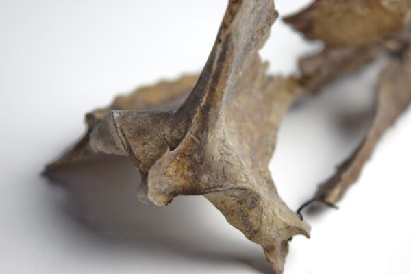 Great Auk Sternum Bone - Image 2