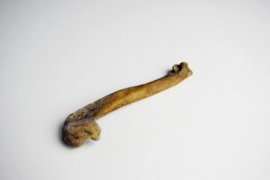 Great Auk Humerus