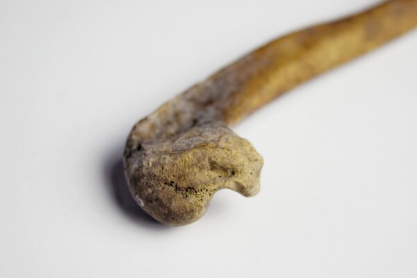 Great Auk Right Humerus Bone - Image 2