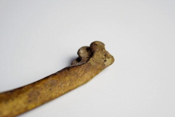 Great Auk Right Humerus Bone - Image 3