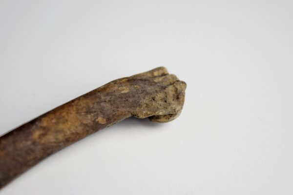 Great Auk Left Humerus Bone - Image 3