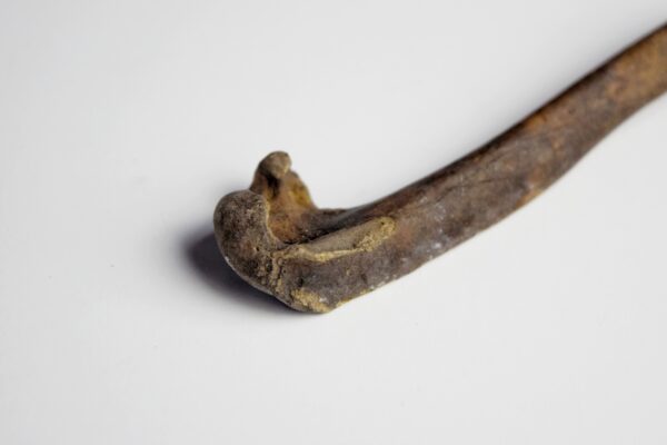 Great Auk Left Humerus Bone - Image 2