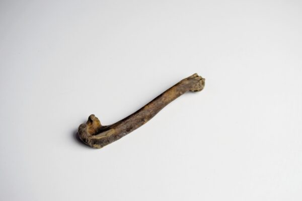 Great Auk humerus