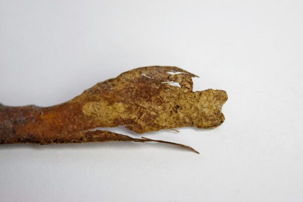 Great Auk Pelvic Bone - Image 6