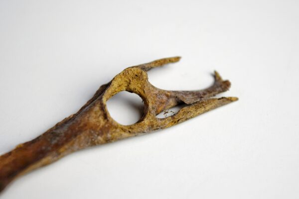 Great Auk Pelvic Bone - Image 5