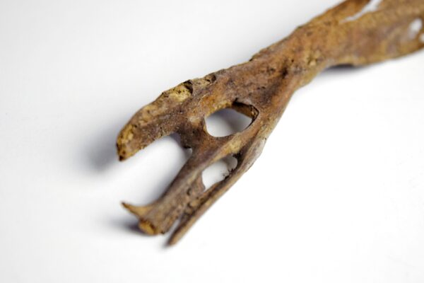 Great Auk Pelvic Bone - Image 3