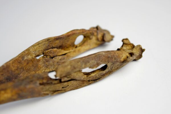 Great Auk Skull - Image 3