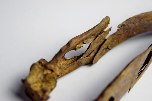 Great Auk Skull - Image 4