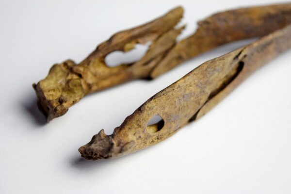 Great Auk Skull - Image 5