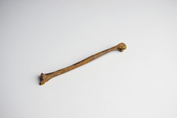 Great Auk Left Tibiotarsus Bone - Image 3